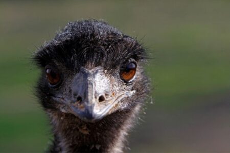 Closeup of emu