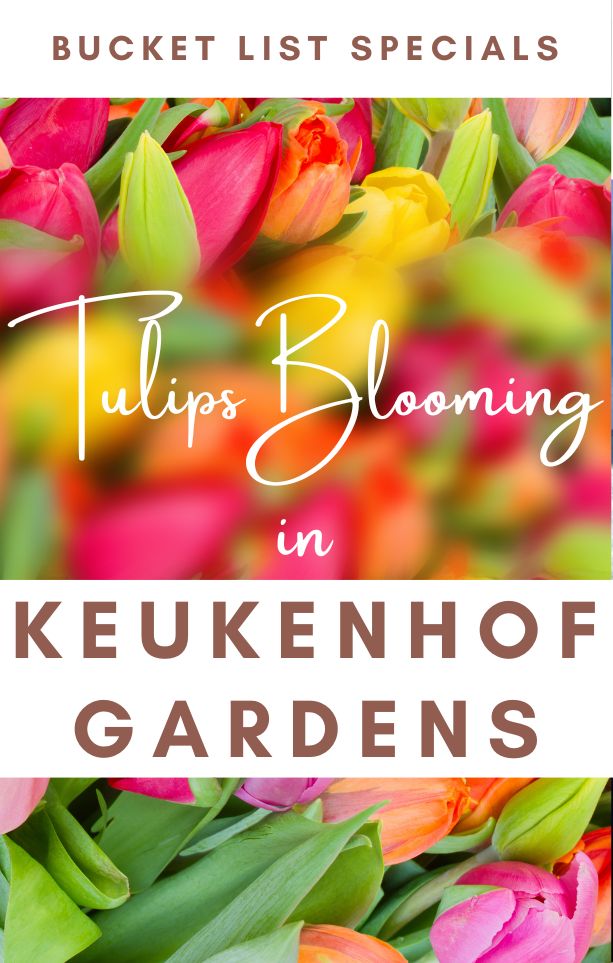 Spring blossom at Keukenhof Gardens