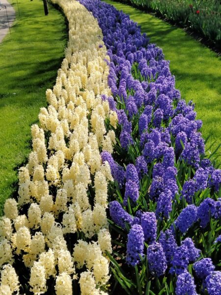 white and purple hyacinths