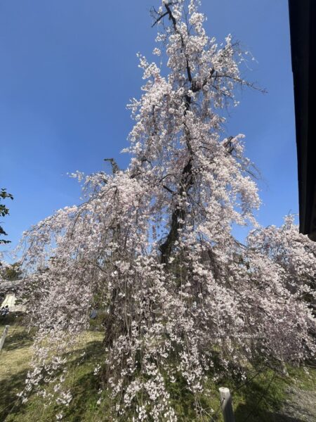 Nijo Castle, Kyoto