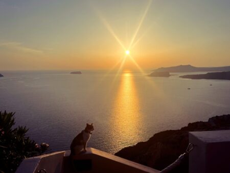 cat overlooking sunset over the Thira caldera