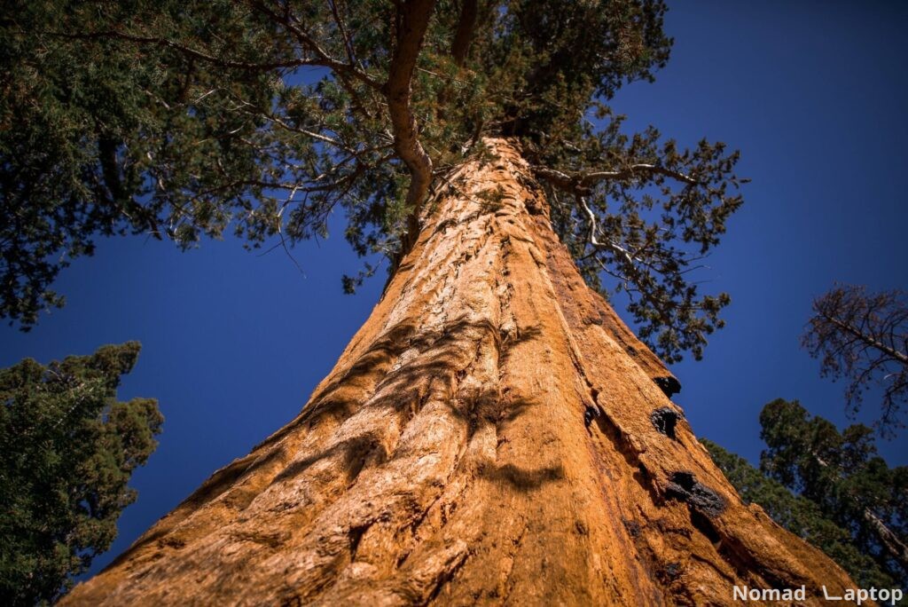 Grizzly Bear sequoia in Mariposa Grove