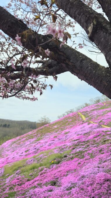 sakura and shibazakura at higahimokoto